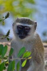 Fototapeta premium Vervet monkey in natural habitat