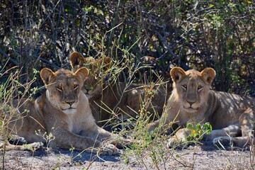 lion and lioness © Yve