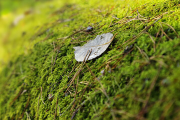A dry leaf lies on the ground covered with moss in the depths of the forest. Background with autumn themes.