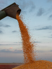 Combine transferring corn after harvest