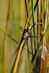 Silent hunter of the Delta