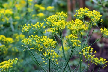 Obraz premium Close-up of dill flowers in bloom.