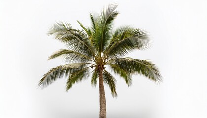 a single palm tree view on white background
