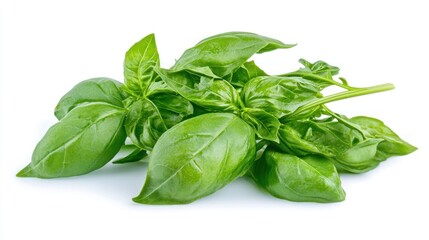 Fototapeta premium Fresh basil leaves isolated on white background