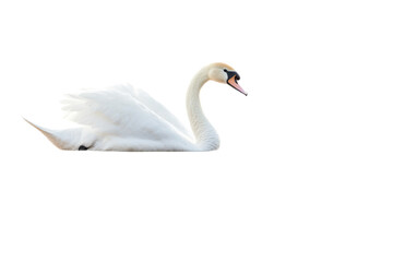 Fototapeta premium White swan gracefully on white background,png