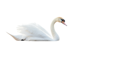 White swan gracefully on white background,png