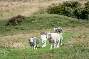 Fototapeta premium Herdwick sheep on Old Winchester Hill Hampshire England