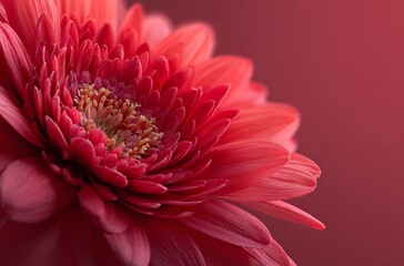 Red flower petals, red background, pink color scheme, macro photography, ultra-high definition images, high resolution, high detail