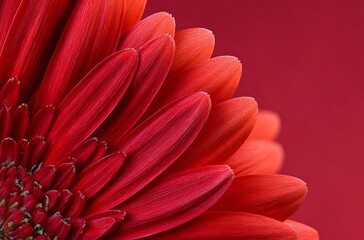Red flower petals, red background, pink color scheme, macro photography, ultra-high definition images, high resolution, high detail