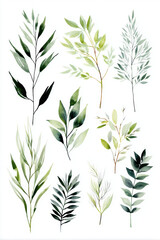 Obraz premium Minimal watercolor foliage collection with delicate green leafy branches, loose hand painted composition in modern botanical style on clean white background