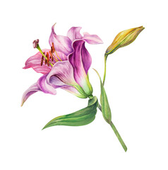 Realistic watercolor pink lily. Botanical watercolor illustration. The drawing is isolated on a white background. The flower is hand-painted