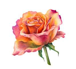 A watercolor coral orange rose is isolated on a white background. A bright, fresh, open flower. Botanical illustration