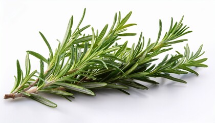 Fototapeta premium rosemary isolated on white background