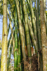 Close up Bambu trees, in the National Park Horto Florestal, Sao paulo, Brazil