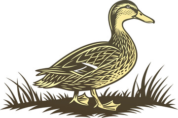 Realistic Duck Illustration Design. Detailed Duck Wildlife Artwork. Natural Duck Creative Illustration. Duck Illustration for Farming Theme. Realistic Duck Artwork for Nature Scene. Duck Design