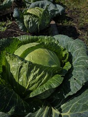 cabbage in the garden