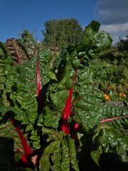 Large leaves of vibrant Swiss chard, a leafy green vegetable. A Swiss chard harvest on a farm in the fall.
