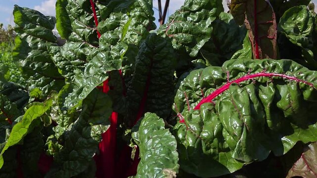 Large leaves of vibrant Swiss chard, a leafy green vegetable. A Swiss chard harvest on a farm in the fall.