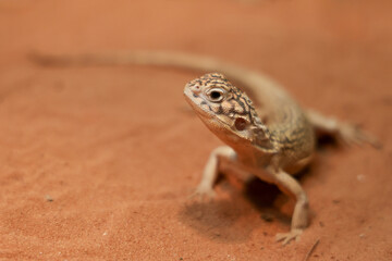 The Central Netted Dragon is nature animal in australia