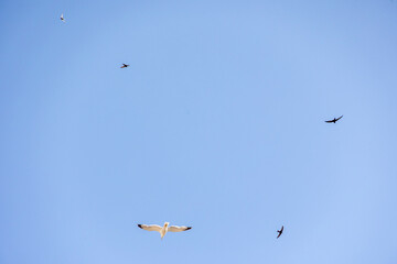 Seagull and swifts flying in sky, France, Corsica, Bastia, 19 June 2025