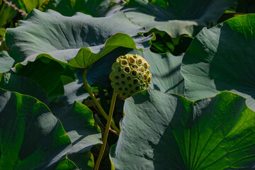 close up of a green leaf	
