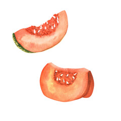 Two orange pumpkin slices painted with watercolor. Vegetable garden plant. Thanksgiving holiday clipart. Hand-drawn illustration for decorating recipes, printing stickers, scrapbooking, cards