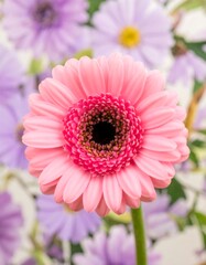 A vibrant pink gerbera daisy stands out amidst a backdrop of soft, blurred purple and white flowers.