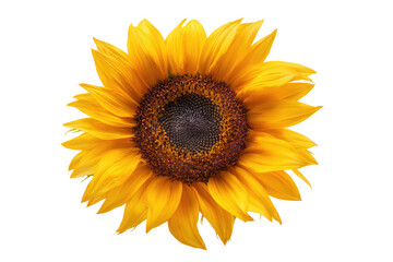 Fototapeta premium Close-up of a vibrant sunflower, radiating golden yellow petals, surrounding a dark brown disc center