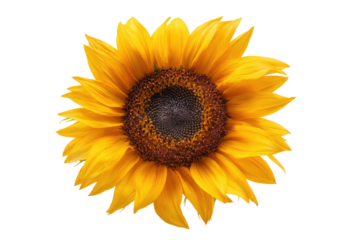 Close-up of a vibrant sunflower, radiating golden yellow petals,  surrounding a dark brown disc center