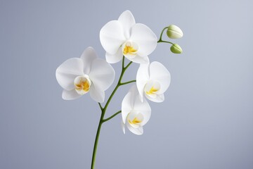 Elegant white orchid flowers with green stem and buds on soft gradient light blue background, symbolizing purity and calmness. Ai generative. Ai generative
