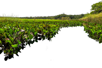 Detail of Marimbus aquatic plants, forming part of the Pantanal landscape of Chapada Diamantina. Transparent background. Ideal for matte painting and conceptual art.