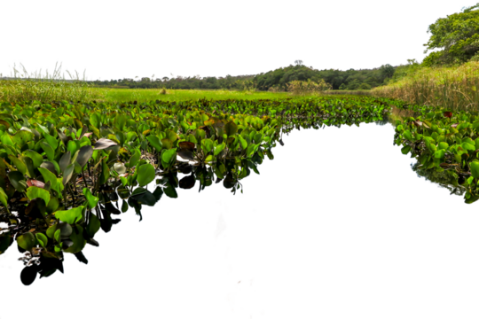 Detail of Marimbus aquatic plants, forming part of the Pantanal landscape of Chapada Diamantina. Transparent background. Ideal for matte painting and conceptual art.