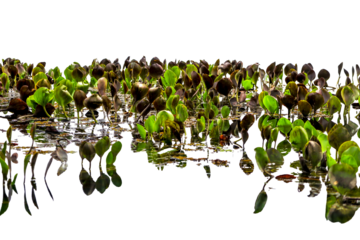 Detail of Marimbus aquatic plants, forming part of the Pantanal landscape of Chapada Diamantina. Transparent background. Ideal for matte painting and conceptual art.