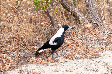 Australian magpie (Gymnorhina tibicen) at Hamelin Bay Beach, near Karridale, Margaret River Region, Shire of Augusta in the SW Region of Western Australia WA