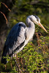 great blue heron