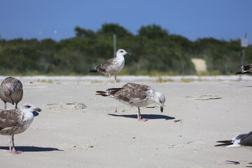 Seagulls Roosting on the shore of Cape May New Jersey.