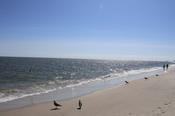 Seagulls Roosting on the shore of Cape May New Jersey.