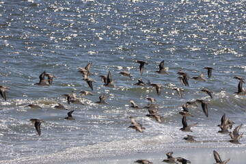 A flock of Sandpipers take flight over the Cape May Shoreline.