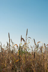 One of the oldest cultivated grains are dry millets field .