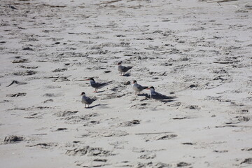 Seagulls Roosting on the shore of Cape May New Jersey.