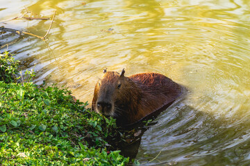 Cabibara in the National park Horto Florestal in Sao Paulo, Brazil