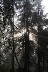 Misty forest landscape with towering trees and soft light filtering through the fog at dawn. Hiking in Carpathian Mountains, Ukraine