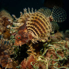 Dendrochirus brachypterus, the dwarf lionfish, or shortspine scorpionfish at a Red Sea coral reef. Picture from Hurghada, Egypt