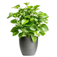 A green pothos plant in a black pot on a transparent background