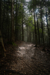 Misty forest path with sunlight filtering through trees in early morning. Hiking in Carpathian Mountains, Ukraine