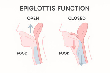 Epiglottis Function Illustration: Open vs. Closed for Safe Swallowing, Educational Diagram [Illustration]