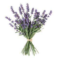 Obraz premium A bouquet of lavender flowers tied with twine.