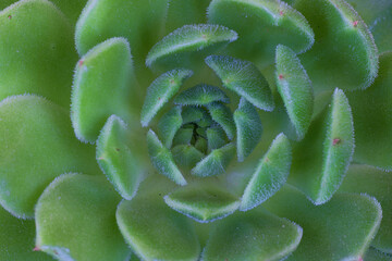 Foliage of Echeveria setosa plant