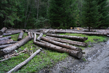 Deforestation. Logs lying on the ground in a forested area after a recent timber harvest. Hiking in Carpathian Mountains, Ukraine
