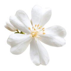 A white flower with five petals and yellow stamens, isolated on a transparent background